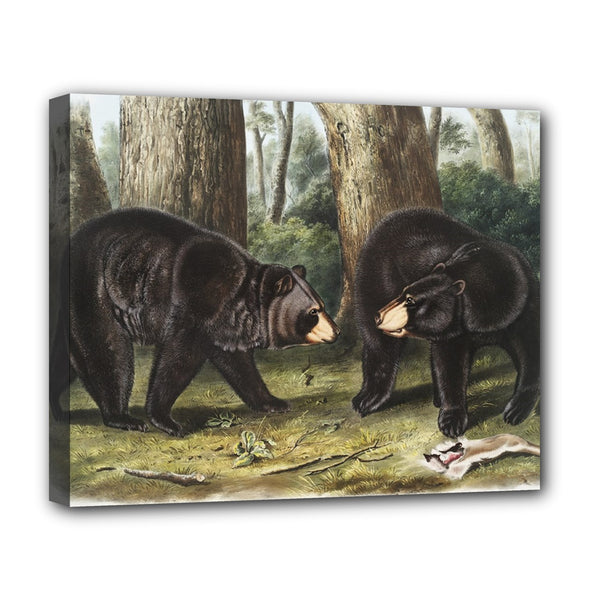 American Black Bear Audubon Stretched Canvas Art Print 20 by 16 Inches