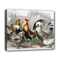 Rooster Chickens Fowl Stretched Canvas Art Print 20 by 16 Inches
