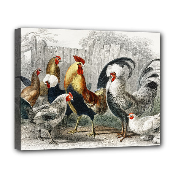 Rooster Chickens Fowl Stretched Canvas Art Print 20 by 16 Inches