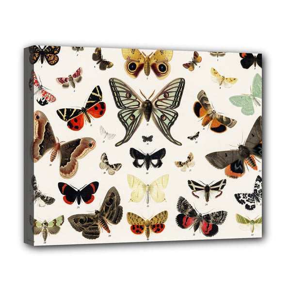 Butterflies Vintage Butterfly Stretched Canvas Art Print 20 by 16 Inches