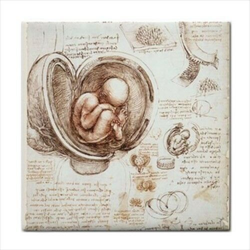 Studies Of Embryos Leonardo Da Vinci Art Ceramic Tile