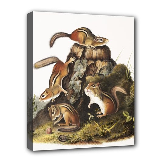 Chipmunks Audubon Stretched Canvas Art Print 20 by 16 Inches 20" by 16" Art Canvas Home Decor Print Stretched Canvas Stretched Canvas 20" by 16"