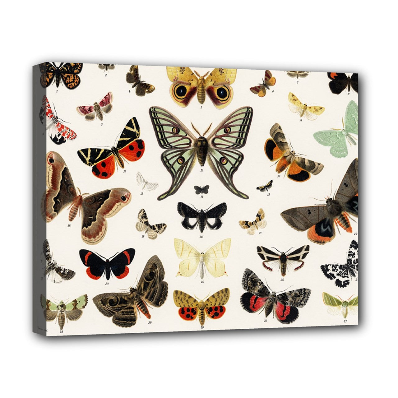 Butterflies Vintage Butterfly Stretched Canvas Art Print 20 by 16 Inches 20" by 16" Art Canvas Home Decor Print Stretched Canvas wall art Stretched Canvas 20" by 16"